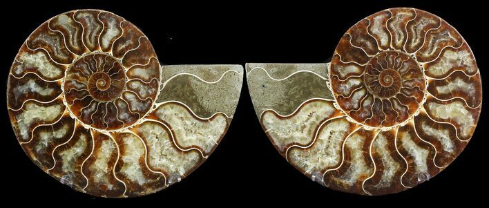 Cut & Polished Ammonite Fossil - Agatized #47721